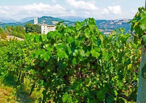 azienda agricola tenuta di biscina (4)